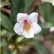 Weigela Vintage Love