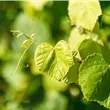 Vitis vinifera 'Erdbeertraube'