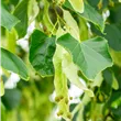 Tilia europaea Pallida