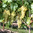 Vitis vinifera 'Palatina'(s)