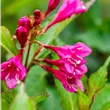 Weigela Big Love