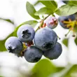 Vaccinium corymbosum