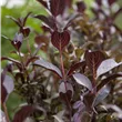 Weigela florida 'Purpurea'