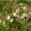 Vaccinium corymbosum 'Elisabeth'