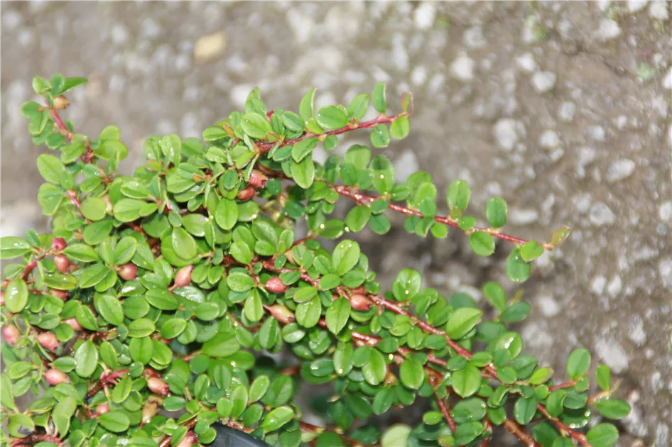 Cotoneaster micro.'Streibs Findling'