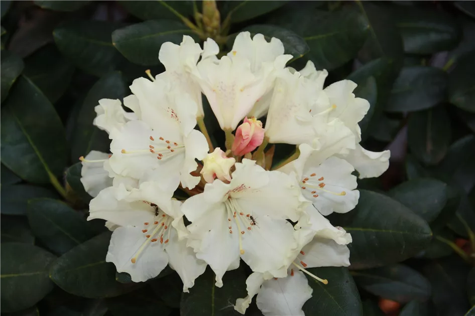 Rhododendron yak.'Marietta'