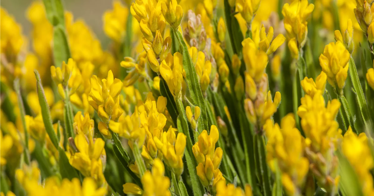 Genista sagittalis, Flgelginster - Geschickt Pflanzen