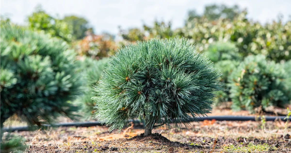 Pinus parviflora 'Bonsai', Kiefer 'Bonsai' - Geschickt Pflanzen
