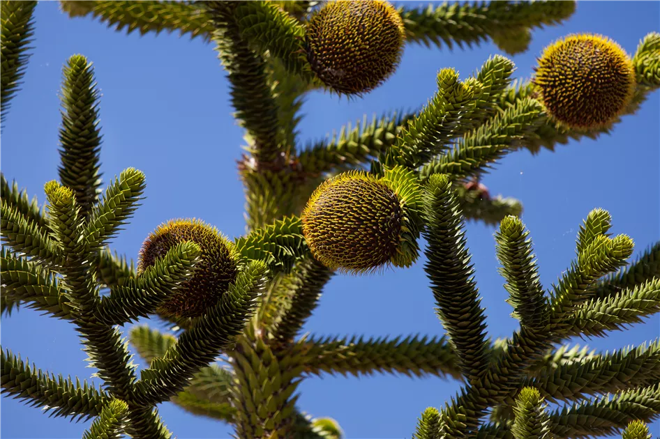Araucaria araucana, Andentanne - Geschickt Pflanzen