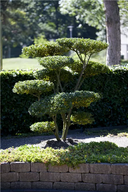 Ilex crenata 'Green Hedge', Kleinlaubige Japan-Hlse 'Green Hedge' -  Geschickt Pflanzen