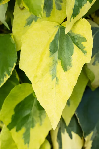 efeu dentata variegata Kaukasus-Efeu 'Dentata Variegata' - Hedera colchica dentata variegata main image 1