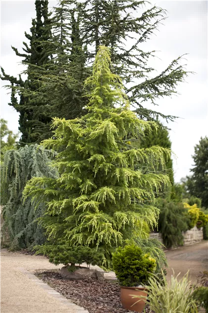 Cedrus deodara 'Golden Horizon'