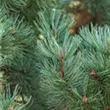 Pinus pumila 'Glauca'