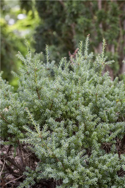 thuja brabant dünger Purgrün Thuja-Brabant-Dünger 1 kg