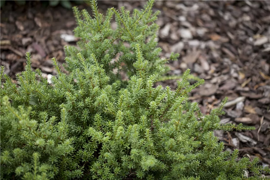 Podocarpus nivalis, Neuseelndische Steineibe - Geschickt Pflanzen